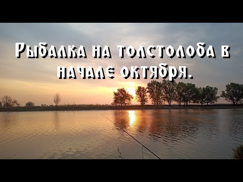 Видео: На что клюёт толстолоб в начале октября?