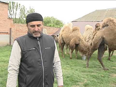 Видео: Вай боахам "Разведение верблюдов в Ингушетии"