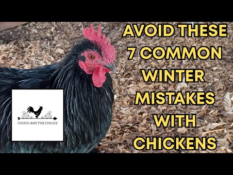 Видео: Избегайте этих 7 распространенных ошибок зимой при содержании кур