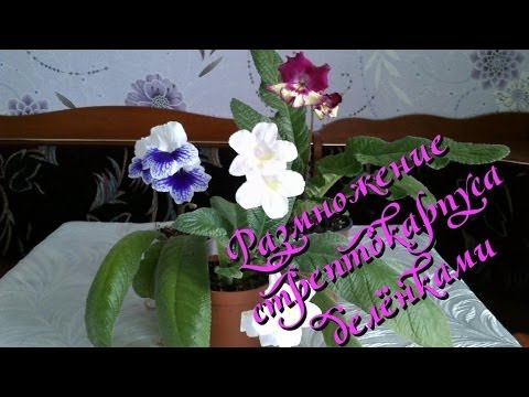 Видео: Выращивание стрептокарпуса: размножение делением куста в домашних условиях