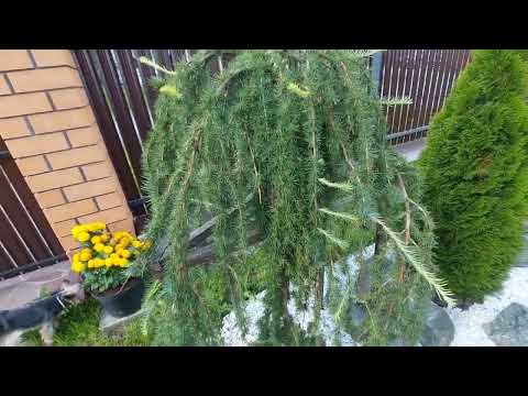 Видео: Молодой сад на Урале. Начало сентября 2025.