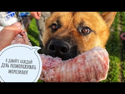 Видео: Морозильник Шрёдингера, распаковка заморозки из термоса. Уставший ёжик и сороки-суетологи