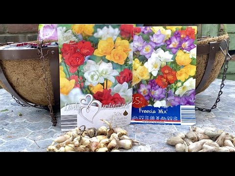 Видео: Фрезии Посадка в Кашпо.