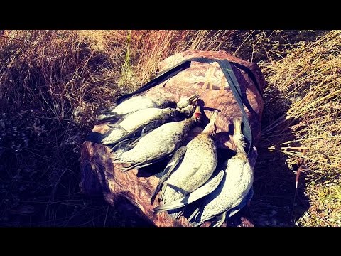 Видео: Охота на утку. Первый заморозок. Охота на уток 2016. МР-153