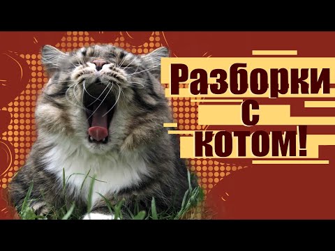 Видео: Разборки с котом. Смешной сибирский кот Уссури.