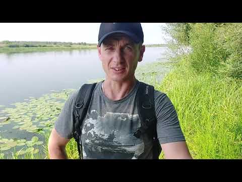 Видео: Ищу улиток!!! Теодоксус!!!