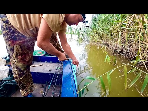 Видео: ЛЕСКА В КАМЫШАХ - РЫБА НА КРЮЧКАХ! РЫБАЛКА В ЗАРОСЛЯХ ДИКОЙ РЕКИ. Разведка с ночёвкой в палатке