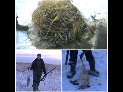 Видео: Рыбалка вентерями из-подо льда. Закрытие сезона рыбалки. Охота на зайца и лис.