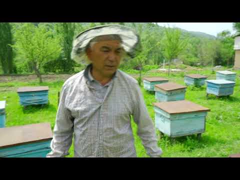 Видео: Мекеним - КЫРГЫЗСТАН! Айылда бал өндүрүп байыган Куттубек Касымов. Сузак району, Кара-Алма айылы.