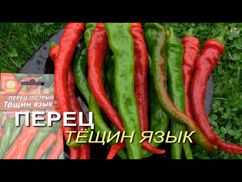 Видео: Перец острый ТЁЩИН ЯЗЫК. Обзор сортов ПЕРЦЕВ!