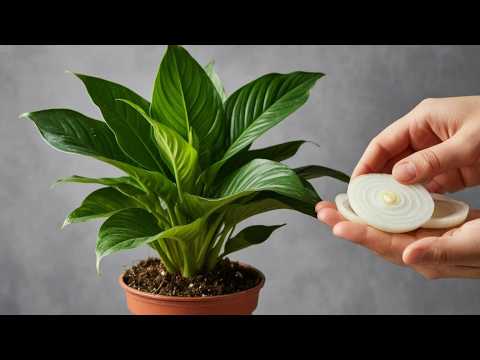 Видео: ВСЕГО 1 ПОДКОРМКА ДЛЯ СПАТИФИЛЛУМА В МАЕ ТВОРИТ НЕВЕРОЯТНОЕ! 🌿 УДОБРЕНИЕ ДЛЯ СПАТИФИЛЛУМА В МАЕ