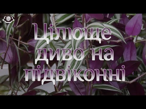 Видео: Цілюще диво на підвіконні