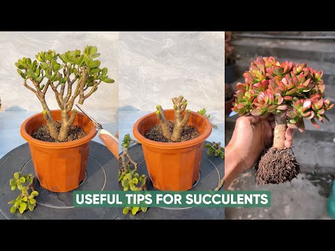 Видео: Легкий уход за суккулентными растениями для начинающих начинается здесь!