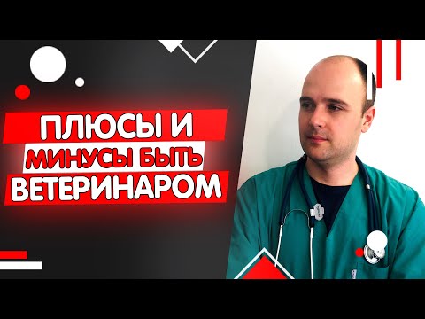 Видео: Профессия ветеринара плюсы и минусы после 10 лет работы