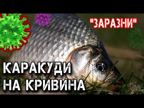 Видео: "ЗАРАЗНИ" КААРАКУДИ на кривина / Монтажи и тактика за ФИДЕР риболов - III част