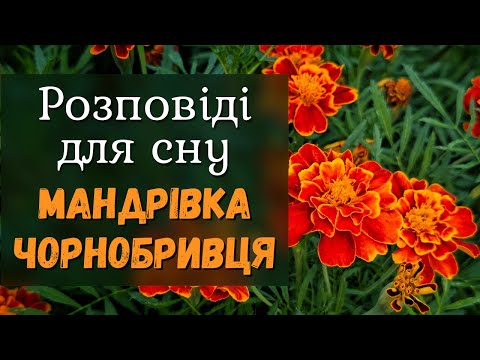 Видео: Мандрівка чорнобривця🧡| Розповіді для сну