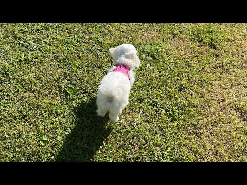 Видео: На дворе 9 сентября 2024🍂Чипировали нашу девочку 🐶