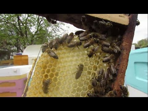 Видео: пчеловодство на ячейке 4,9 мм - часть 62, ставлю рамку с полоской вощины, начали строить 2.05.2024