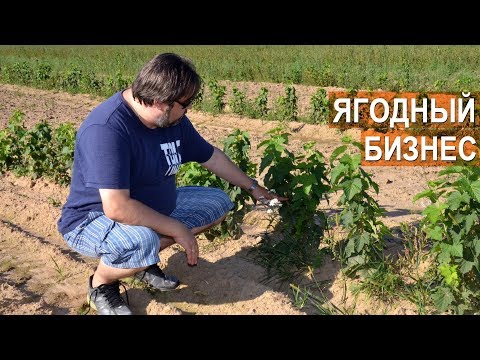 Видео: Ягодный бизнес Алексея Травина. 100га ягодных культур. ООО Озерный край