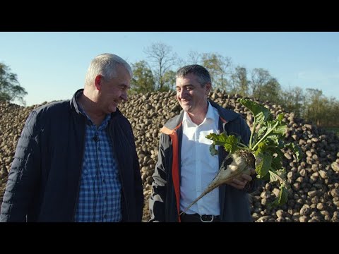 Видео: 690 ц/га: СМАРТ-гибриды сахарной свёклы KWS в АО им Т.Г. Шевченко // Интервью с Гривко В.В.