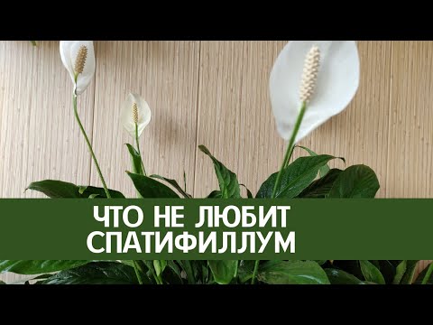 Видео: Что не любит спатифиллум (женское счастье)