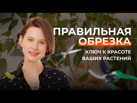 Видео: Как заставить фикус ветвиться?