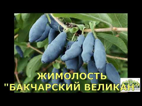 Видео: Купить жимолость, лучшие сорта.