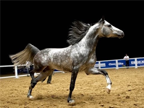 Видео: Орловские рысаки !