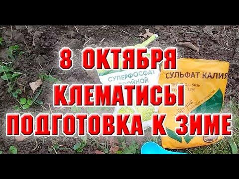 Видео: 8 октября.  Подготовка клематиса к зиме.  Выкорчевала куст смородины