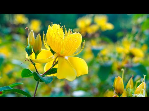 Видео: ВОССТАНОВЛЕНИЕ НЕРВНОЙ СИСТЕМЫ 🌿 Нежная музыка, успокаивает нервную систему и радует душу #27