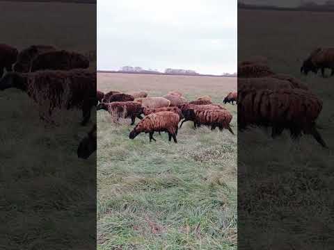 Видео: Овцы Эдильбаевской породы/ Вечерняя прогулка