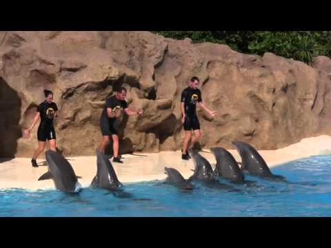 Видео: Тенерифе Лоро Парк декабрь 2015         Tenerife Loro Park December 2015