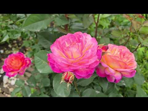 Видео: Конец  июня холодного , мокрого  2025г  на моей  даче. Цветут  розы.