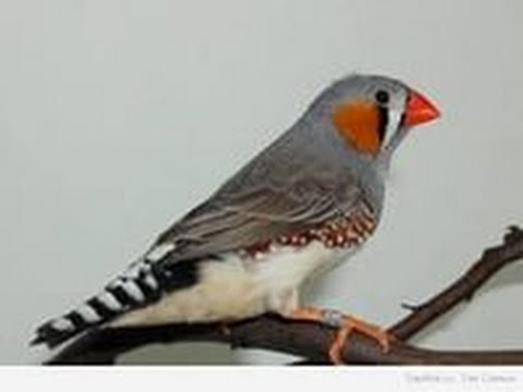 Видео: #Амадины - проверка гнезд, или о том как не нужно держать птицу