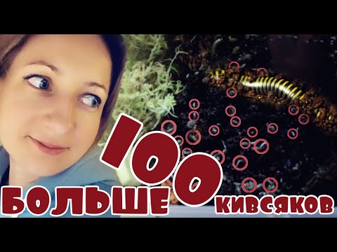 Видео: Больше 100 кивсяков🤯 Генералочка🙉 Anadenobolus monilicornis🐛 часть 2