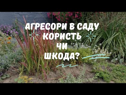 Видео: Рослини агресори.Користь чи шкода?
