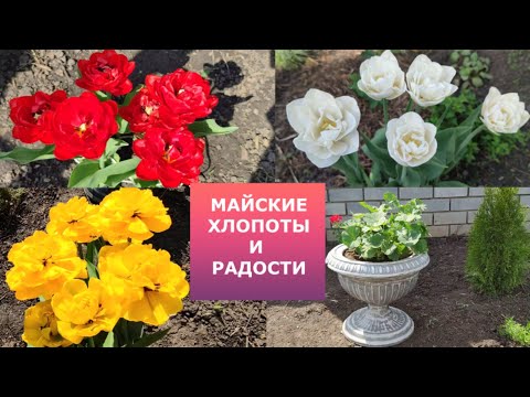 Видео: Высаживаю фуксии ,пеларгонии. Цветение тюльпанов.