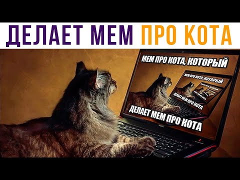 Видео: МЕМ ПРО КОТА, КОТОРЫЙ... Приколы | Мемозг #547