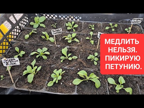 Видео: МЕДЛИТЬ НЕЛЬЗЯ. СРОЧНО ПИКИРУЮ ПЕТУНИЮ.