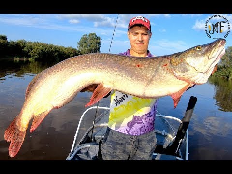 Видео: Крупная щука на джиг. Трофейная щука на 10 кг. Крупные окуни на джиг. река Мста.