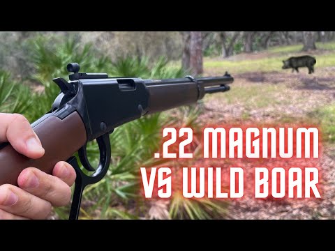 Видео: Охота на агрессивных диких кабанов с .22 Magnum