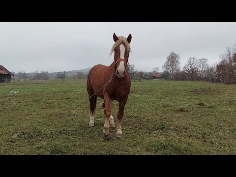 Видео: 🎬📸Продаж гарних коней💪 з Нижнього Березова📍 у Андрія 🤠💫💥