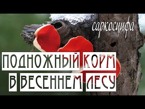Видео: ПОДНОЖНЫЙ КОРМ в весеннем лесу. Саркосцифа алая. /  sarcoscypha coccinea