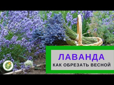 Видео: Правила обрезки ЛАВАНДЫ//Весенняя обрезка//Как сформировать красивый куст