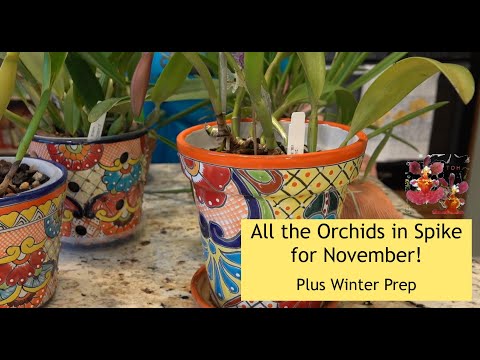 Видео: Все орхидеи в цвету в ноябре! | Орхидеи в доме, подготовка к зиме