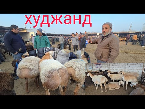 Видео:  МОЛБОЗОРИ ХУЧАНД  ШАНБЕ БОЗОР НАРХИ ГУСФАНД 15 ноября 2025 г.