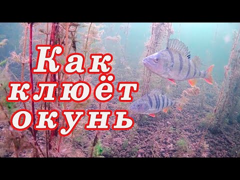 Видео: Вы не поверите КАК КЛЮЁТ ОКУНЬ!!! МОЖНО заставить окуня клевать!!!