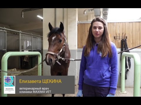 Видео: Как правильно накладывать повязку на ногу лошади