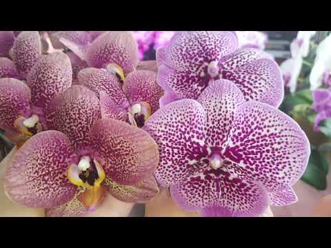 Видео: Phalаenopsis TOULON и BENNY JC 57 big lip  #Цветение 2025