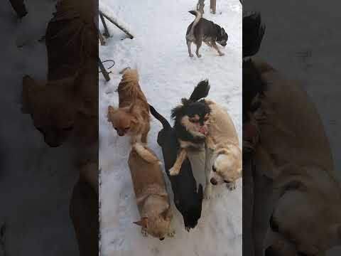 Видео: Девочки питомника Чирокос на прогулочке